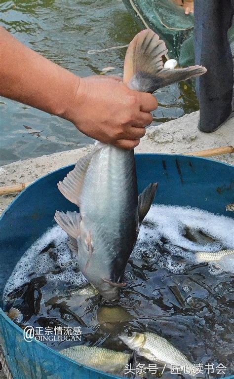 養鯊魚